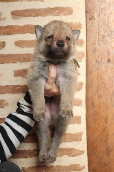 Z Orel Ochrana - Chien-loup tchecoslovaque - Portée née le 24/11/2016