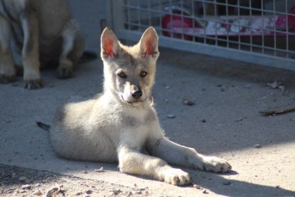 Z Orel Ochrana - Chien-loup tchecoslovaque - Portée née le 16/01/2015